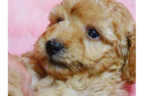 成約済の福島県のトイプードル-48576の3枚目